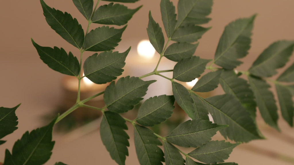 Forest Bathing - Fir + Pine + Patchouli
